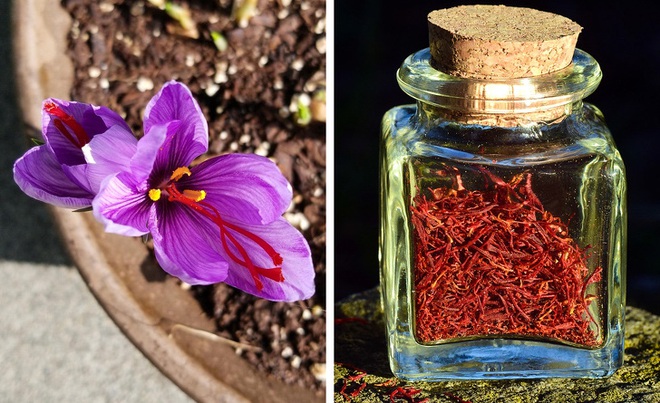 7 loại gia vị ai cũng ăn mỗi ng&agrave;y m&agrave; chưa bao giờ được thấy h&igrave;nh dạng gốc ch&uacute;ng như thế n&agrave;o - Ảnh 2.