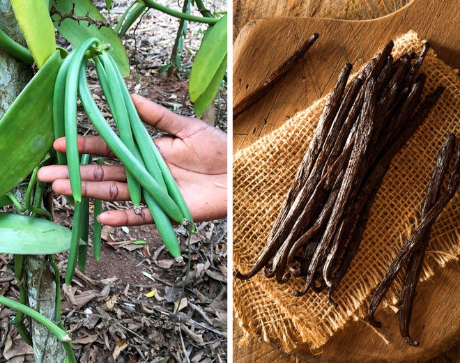 7 loại gia vị ai cũng ăn mỗi ng&agrave;y m&agrave; chưa bao giờ được thấy h&igrave;nh dạng gốc ch&uacute;ng như thế n&agrave;o - Ảnh 7.