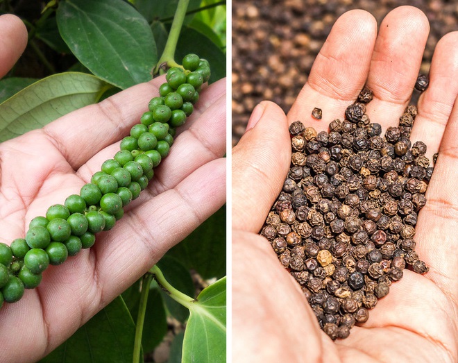 7 loại gia vị ai cũng ăn mỗi ng&agrave;y m&agrave; chưa bao giờ được thấy h&igrave;nh dạng gốc ch&uacute;ng như thế n&agrave;o - Ảnh 5.