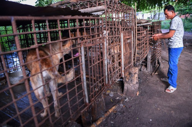 Ngành kinh doanh thịt chó ở Campuchia: Tàn bạo, đầy tội lỗi và những hệ lụy sức khỏe đáng báo động - Ảnh 4.