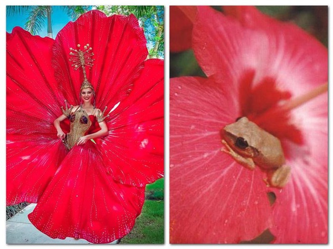 Đối thủ của Hoàng Thùy chọn ngay trang phục hoa dâm bụt đỏ thơm tại Miss Universe - Ảnh 8.
