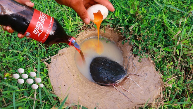 Dùng hỗn hợp huyền thoại Coke + Mentos để bắt cá trê khổng lồ, người đàn ông gây bão dân mạng và đây là sự thật khoa học đằng sau đó - Ảnh 4.