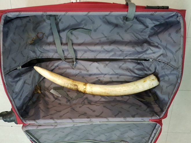 Nam hành khách mang lậu hàng chục kg ngà voi, trầm hương tại sân bay Tân Sơn Nhất - Ảnh 2.