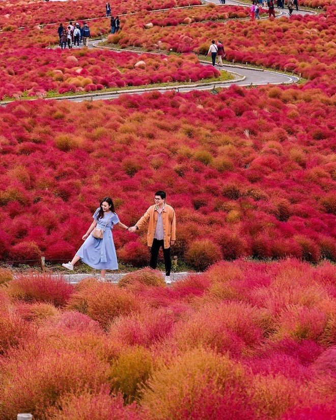 Đẹp nhất Nhật Bản mùa này chính là đồi cỏ Kochia đỏ rực, du khách đua nhau check-in đông không thấy lối đi - Ảnh 2.