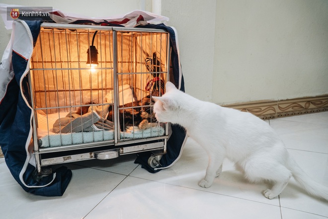 Nhà Mèo và câu chuyện cô chủ nhặt nuôi hàng trăm chú mèo bệnh tật về chăm sóc: Nếu sống, con sẽ được ở lại đây mãi mãi - Ảnh 12.