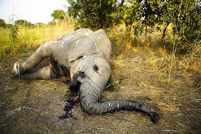 WWF: Ch&uacute;ng ta chỉ c&ograve;n 20 năm trước khi lo&agrave;i vật tr&ecirc;n cạn to lớn bậc nhất thế giới sẽ bị tuyệt diệt - Ảnh 2.