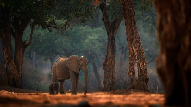 WWF: Ch&uacute;ng ta chỉ c&ograve;n 20 năm trước khi lo&agrave;i vật tr&ecirc;n cạn to lớn bậc nhất thế giới sẽ bị tuyệt diệt - Ảnh 1.