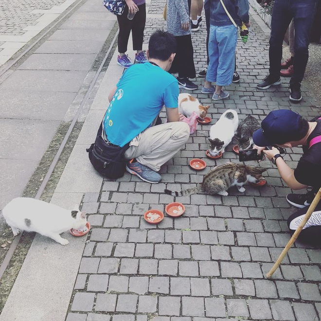 Những tọa độ du lịch tràn ngập các boss: nơi chỉ toàn chó, mèo, lợn... thậm chí còn nhiều hơn cả số người dân sống ở đó - Ảnh 2.