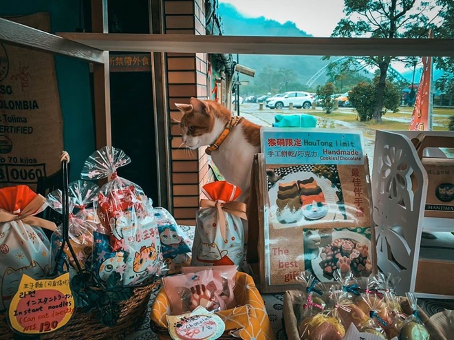 Những tọa độ du lịch tràn ngập các boss: nơi chỉ toàn chó, mèo, lợn... thậm chí còn nhiều hơn cả số người dân sống ở đó - Ảnh 3.