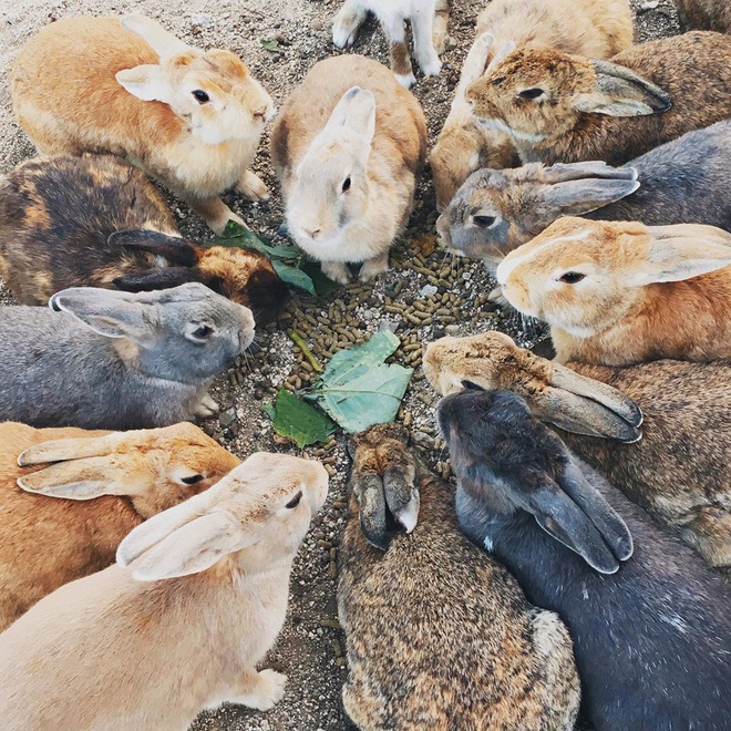 Những tọa độ du lịch tràn ngập các boss: nơi chỉ toàn chó, mèo, lợn... thậm chí còn nhiều hơn cả số người dân sống ở đó - Ảnh 15.