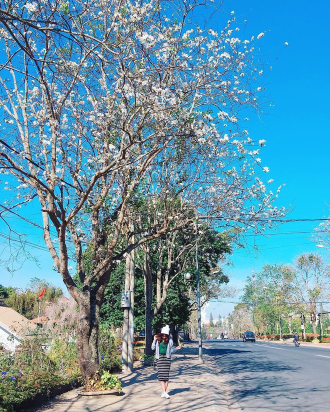 Đã phát hiện ra con đường sống ảo ngập tràn hoa ban trắng đẹp nhất Đà Lạt mùa này, lên hình cứ ngỡ nước Nhật xa xôi - Ảnh 20.