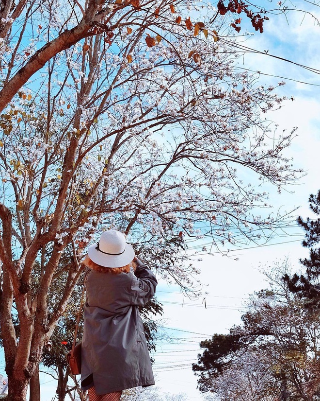 Đã phát hiện ra con đường sống ảo ngập tràn hoa ban trắng đẹp nhất Đà Lạt mùa này, lên hình cứ ngỡ nước Nhật xa xôi - Ảnh 21.