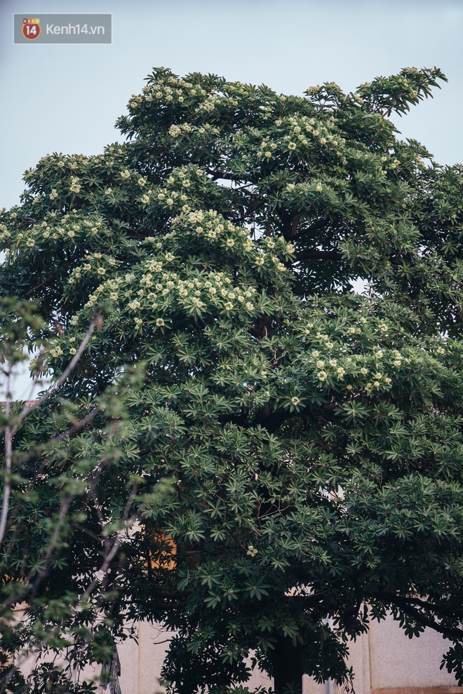 Hoa sữa lại nồng nàn trong từng cơn gió, người Hà Nội ngán ngẩm: Đêm xuống dạo phố cảm giác như bị... tra tấn - Ảnh 7.