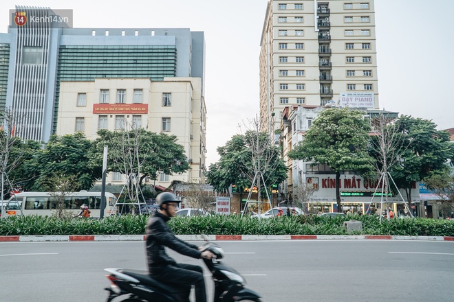 Hoa sữa lại nồng nàn trong từng cơn gió, người Hà Nội ngán ngẩm: Đêm xuống dạo phố cảm giác như bị... tra tấn - Ảnh 1.