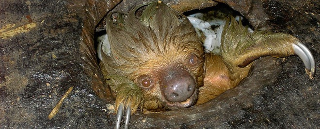 Phát hiện con lười trốn dưới hố xí xây trong rừng Amazon, những gì xảy ra sau đó khiến bất kỳ ai cũng thấy... buồn nôn đến tột độ - Ảnh 4.