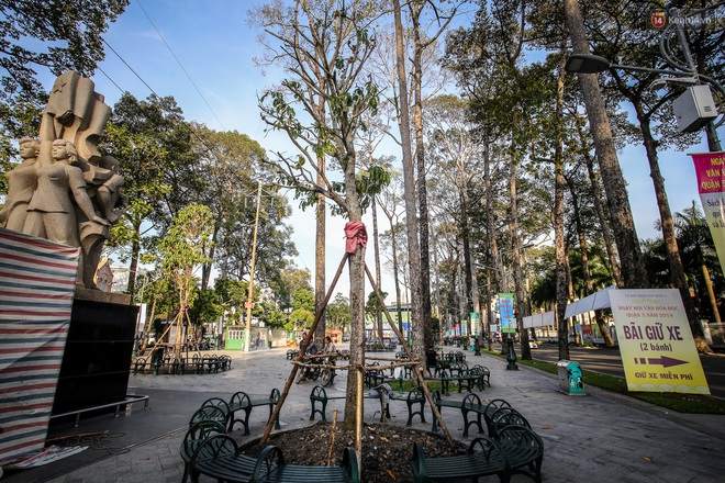 Hàng loạt cây xanh cổ thụ trong công viên ở Sài Gòn bị chết khô, trơ trụi lá khiến nhiều người tiếc nuối - Ảnh 15.