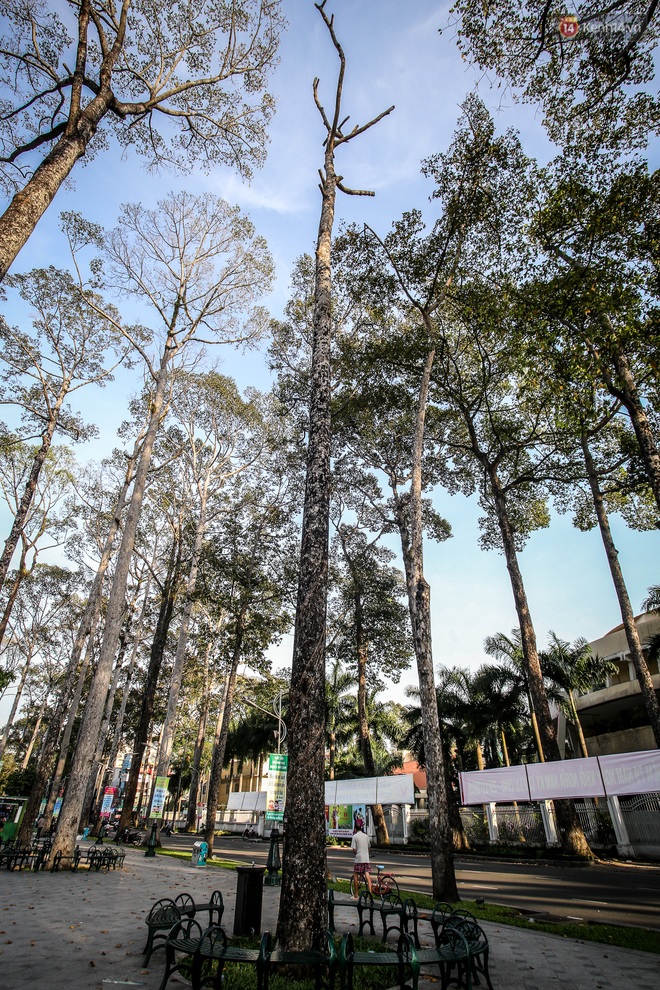 H&agrave;ng loạt c&acirc;y xanh cổ thụ trong c&ocirc;ng vi&ecirc;n ở S&agrave;i G&ograve;n bị chết kh&ocirc;, trơ trụi l&aacute; khiến nhiều người tiếc nuối - Ảnh 7.