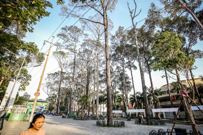 Hàng loạt cây xanh cổ thụ trong công viên ở Sài Gòn bị chết khô, trơ trụi lá khiến nhiều người tiếc nuối - Ảnh 1.