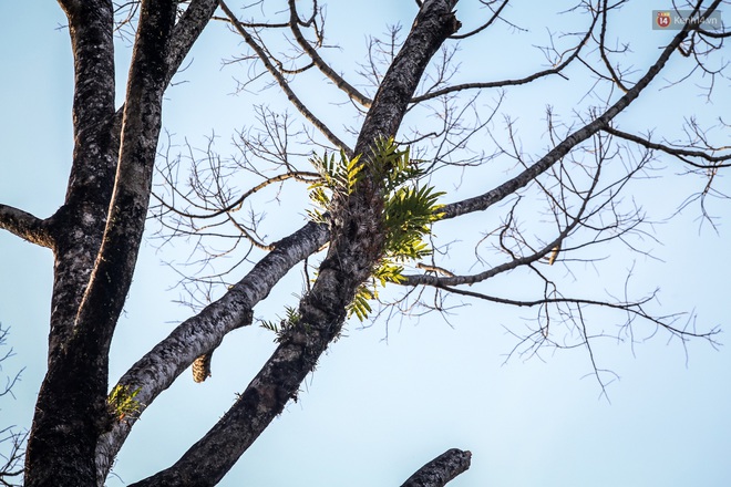 Hàng loạt cây xanh cổ thụ trong công viên ở Sài Gòn bị chết khô, trơ trụi lá khiến nhiều người tiếc nuối - Ảnh 11.