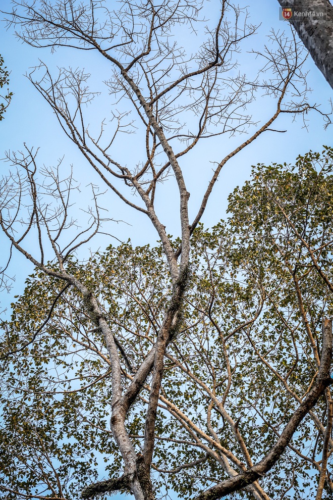 Hàng loạt cây xanh cổ thụ trong công viên ở Sài Gòn bị chết khô, trơ trụi lá khiến nhiều người tiếc nuối - Ảnh 10.