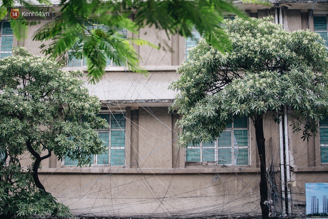 Hoa sữa lại nồng nàn trong từng cơn gió, người Hà Nội ngán ngẩm: Đêm xuống dạo phố cảm giác như bị... tra tấn - Ảnh 10.