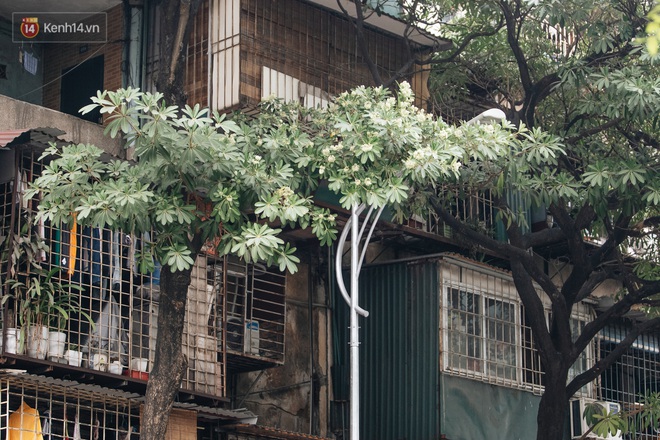 Hoa sữa lại nồng nàn trong từng cơn gió, người Hà Nội ngán ngẩm: Đêm xuống dạo phố cảm giác như bị... tra tấn - Ảnh 11.