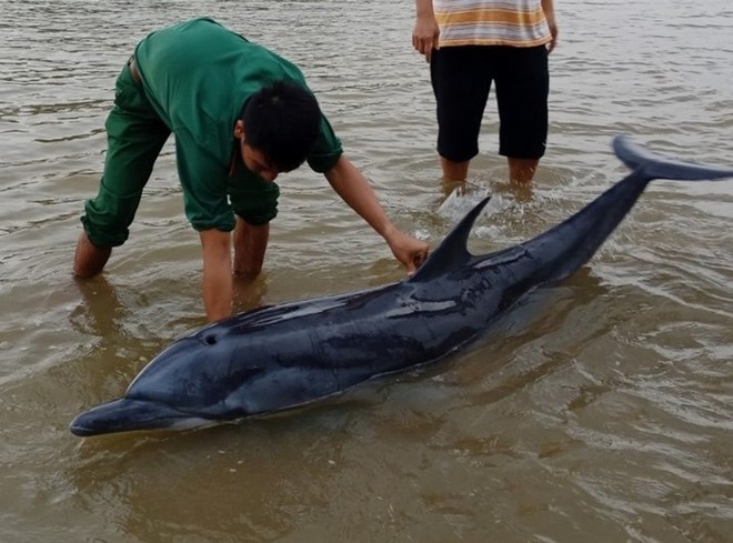 3 giờ dầm mình dưới nước lạnh để hộ tống chú cá heo lụy bờ ra lại biển - Ảnh 1.