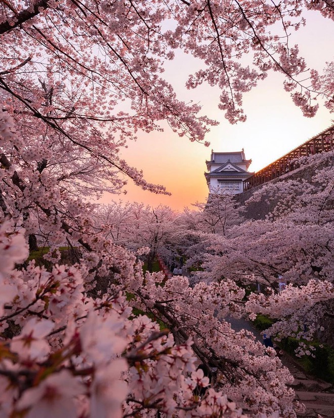 Tìm đâu ra nước nào được như Nhật Bản: Cả 4 mùa đều có nét đặc trưng riêng, đi vào lúc nào cũng thấy đẹp! - Ảnh 4.