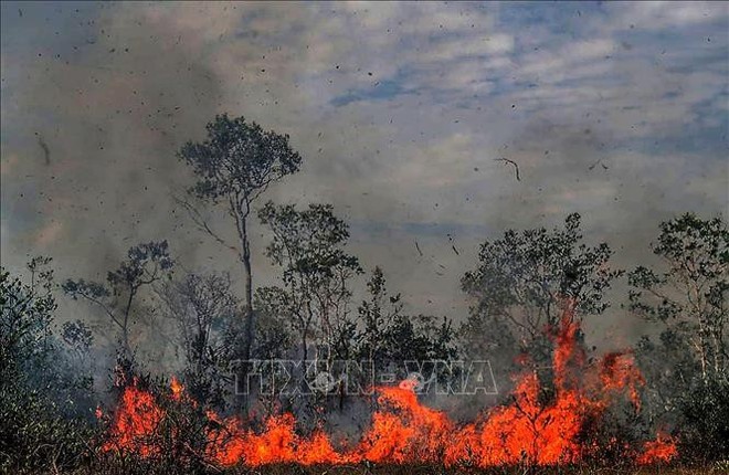  Số vụ cháy tại rừng Amazon giảm kỷ lục trong tháng 10  - Ảnh 1.