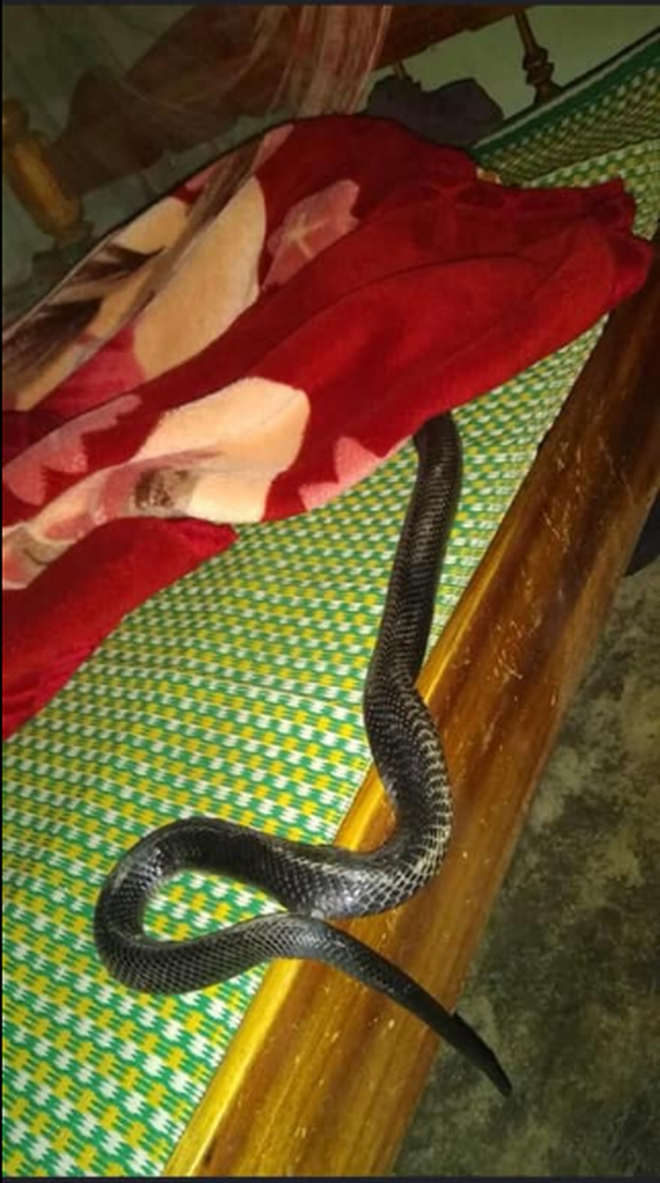 155 hình ảnh rắn hổ trâu đẹp rực rỡ và siêu to khổng lồ