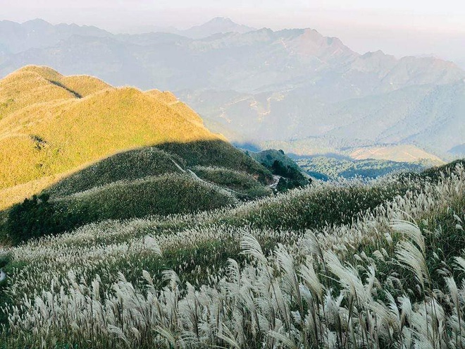 “Sống lưng khủng long” Bình Liêu đang vào mùa cỏ lau đẹp như một giấc mơ, xem ảnh chỉ biết ôm mộng được đến 1 lần! - Ảnh 4.