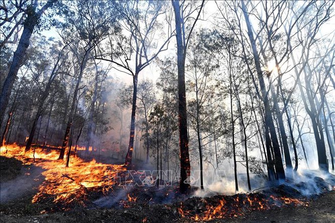  Cháy rừng tại Australia gây thiệt hại nghiêm trọng  - Ảnh 1.