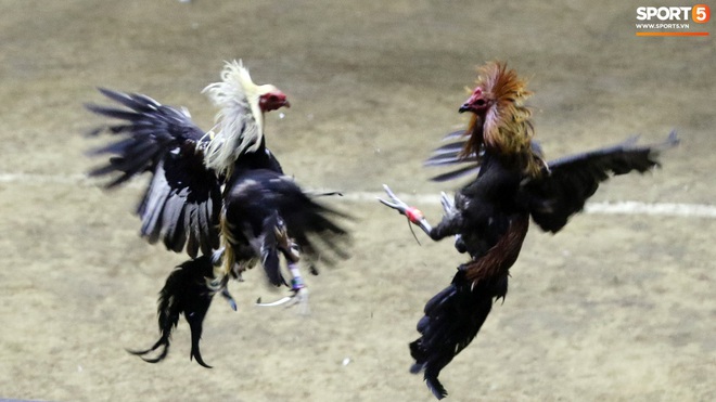 Đá gà, chọi gà: Chiêm ngưỡng vẻ đẹp của môn thể thao quốc dân 6.000 năm tuổi tại Philippines - Ảnh 19.