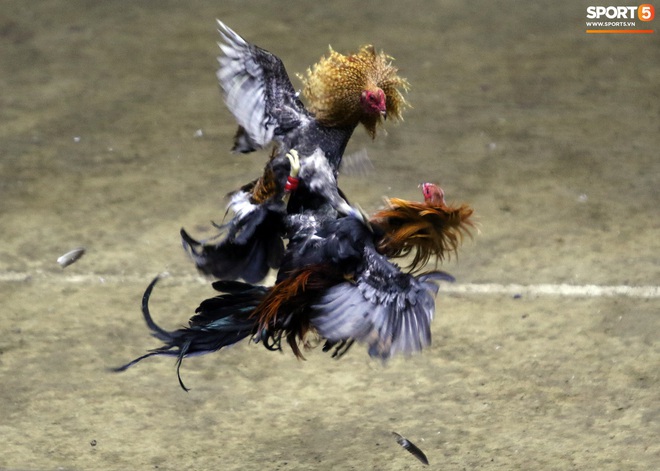 Đá gà, chọi gà: Chiêm ngưỡng vẻ đẹp của môn thể thao quốc dân 6.000 năm tuổi tại Philippines - Ảnh 18.