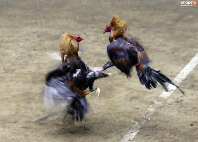 Mách bạn những kỹ thuật cần thiết để nuôi gà chọi lấy thịt - Kĩ Thuật Nông  Nghiệp