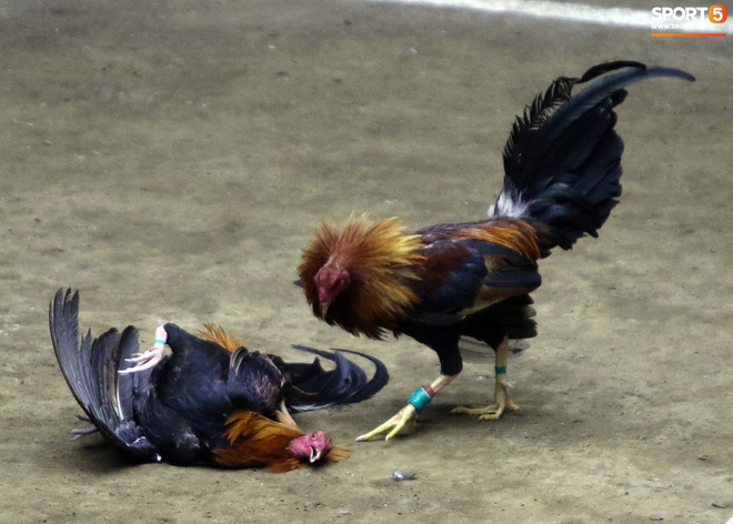 Đá gà, chọi gà: Chiêm ngưỡng vẻ đẹp của môn thể thao quốc dân 6.000 năm tuổi tại Philippines - Ảnh 17.