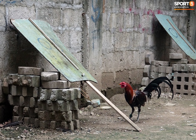 Đá gà, chọi gà: Chiêm ngưỡng vẻ đẹp của môn thể thao quốc dân 6.000 năm tuổi tại Philippines - Ảnh 23.