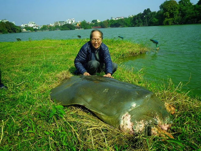 Rùa Hồ Gươm nặng hơn 10kg vừa bị bắt có phải hậu duệ của cụ rùa? - Ảnh 2.