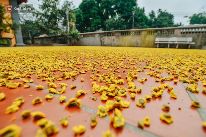 Cánh đồng hoa cúc chi nở vàng rực gần Hà Nội, người dân ồ ạt kéo đến chụp ảnh - Ảnh 12.