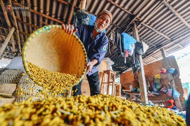 Cánh đồng hoa cúc chi nở vàng rực gần Hà Nội, người dân ồ ạt kéo đến chụp ảnh - Ảnh 15.