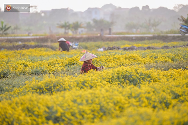 Cánh đồng hoa cúc chi nở vàng rực gần Hà Nội, người dân ồ ạt kéo đến chụp ảnh - Ảnh 4.