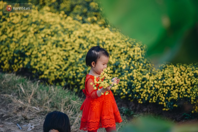Cánh đồng hoa cúc chi nở vàng rực gần Hà Nội, người dân ồ ạt kéo đến chụp ảnh - Ảnh 10.