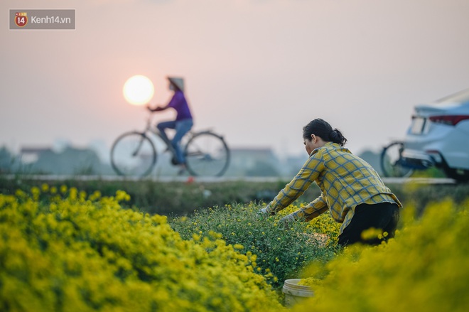 Cánh đồng hoa cúc chi nở vàng rực gần Hà Nội, người dân ồ ạt kéo đến chụp ảnh - Ảnh 8.