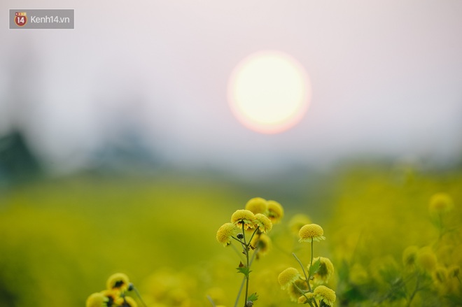 Cánh đồng hoa cúc chi nở vàng rực gần Hà Nội, người dân ồ ạt kéo đến chụp ảnh - Ảnh 5.