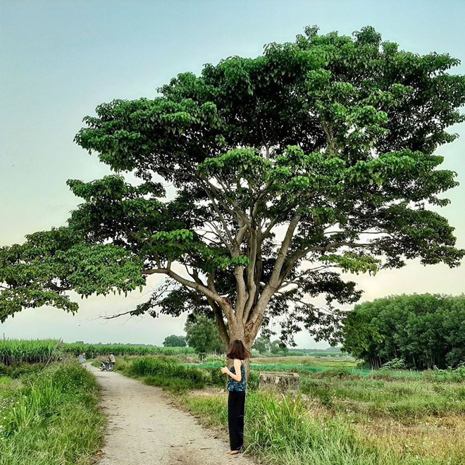 Mục sở thị c&acirc;y c&ocirc; đơn trong phim Mắt Biếc của Victor Vũ: bỗng chốc trở th&agrave;nh điểm check in được nhiều người y&ecirc;u th&iacute;ch - Ảnh 11.