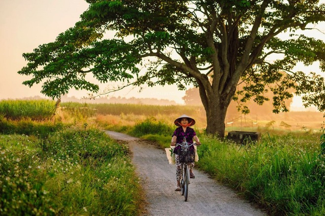 Mục sở thị c&acirc;y c&ocirc; đơn trong phim Mắt Biếc của Victor Vũ: bỗng chốc trở th&agrave;nh điểm check in được nhiều người y&ecirc;u th&iacute;ch - Ảnh 2.