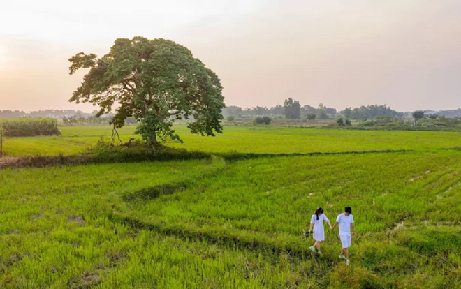 Mục sở thị c&acirc;y c&ocirc; đơn trong phim Mắt Biếc của Victor Vũ: bỗng chốc trở th&agrave;nh điểm check in được nhiều người y&ecirc;u th&iacute;ch - Ảnh 4.