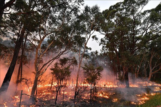 Australia ban bố tình trạng khẩn cấp do cháy rừng - Ảnh 1.