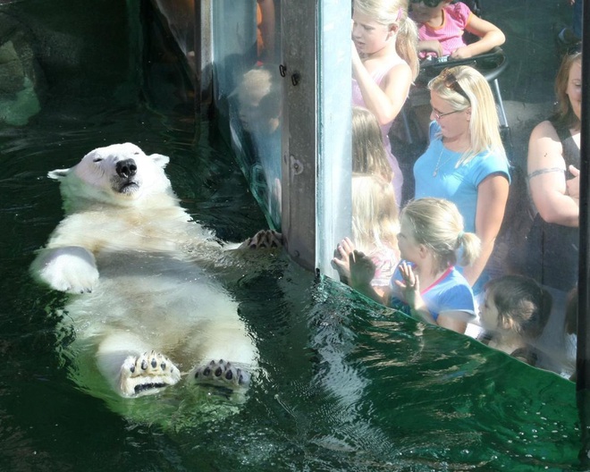 Nhân viên sở thú bất mãn khi thời gian nghỉ đẻ của gấu Bắc cực dài gấp 30 lần so với đồng nghiệp loài người - Ảnh 1.