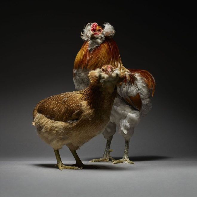 Hai nhiếp ảnh gia thể hiện tình yêu với loài gà qua những shot hình vừa nghệ vừa chuyên nghiệp khiến ai cũng phải trầm trồ - Ảnh 3.